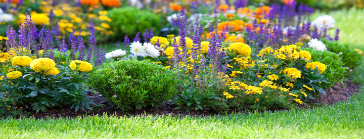 Flower Bed Treatment