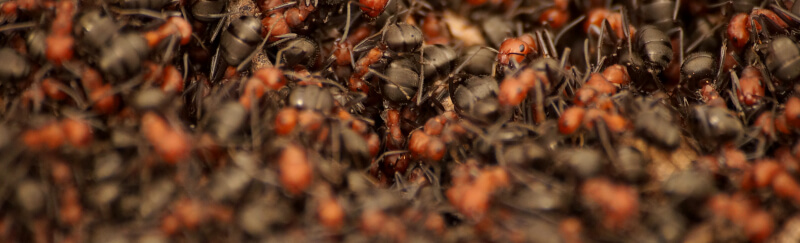 Fire Ant Control